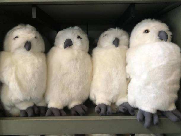 hedwig puppet universal studios