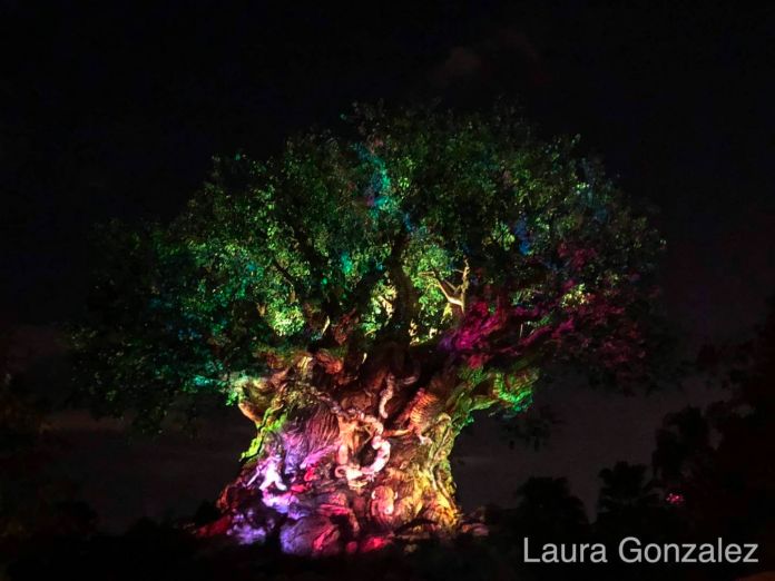 The Secrets of the Tree of Life at Disney's Animal Kingdom