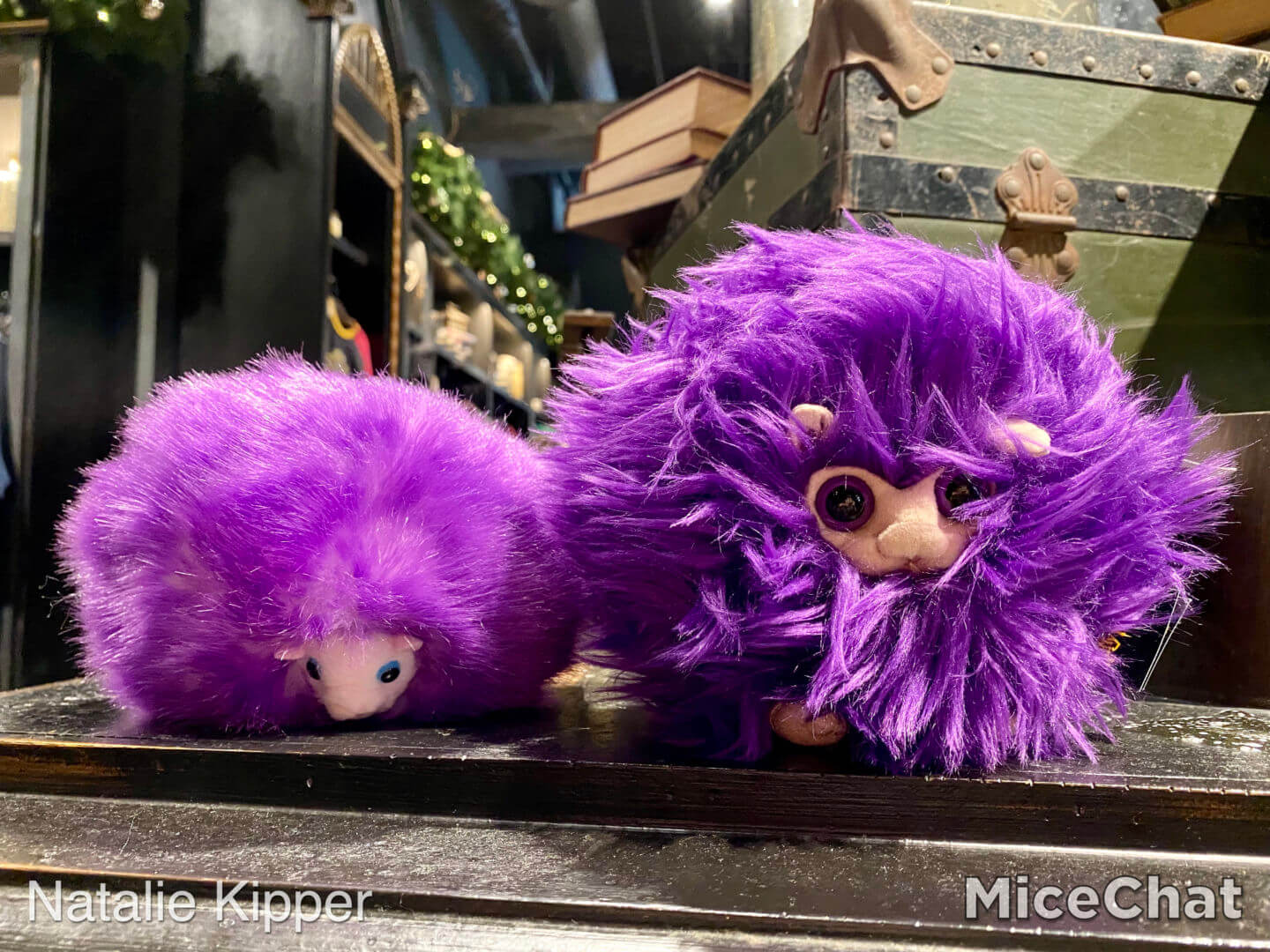 purple pygmy puff