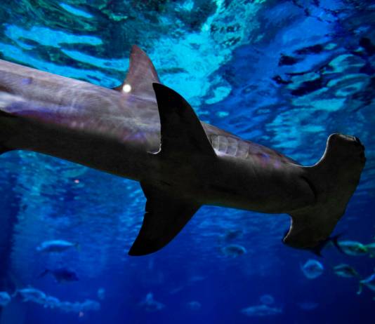 SeaWorld Ultimate Shark Experience Ticket
